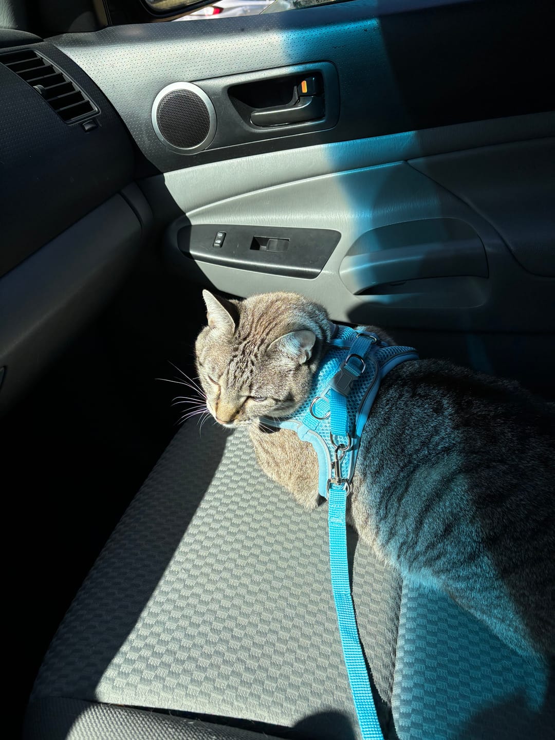 Customer photo review of Explorer Harness | Less boredom. More discovery. A better life for your indoor cat.