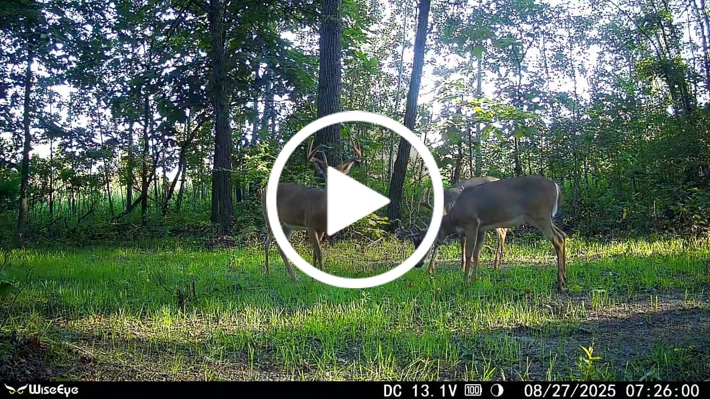 Customer video review of Forage Oats
