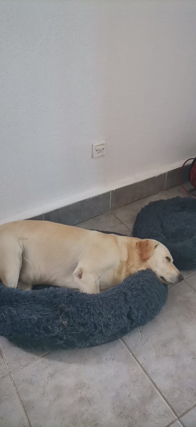Customer photo review of Umirujući Krevet za Pse