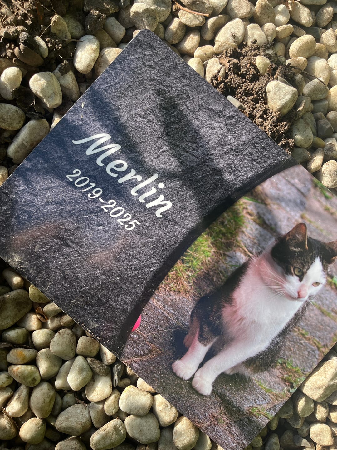Customer photo review of Katzen Gedenktafel mit Foto & Spruch (UV- & Wetterfest)