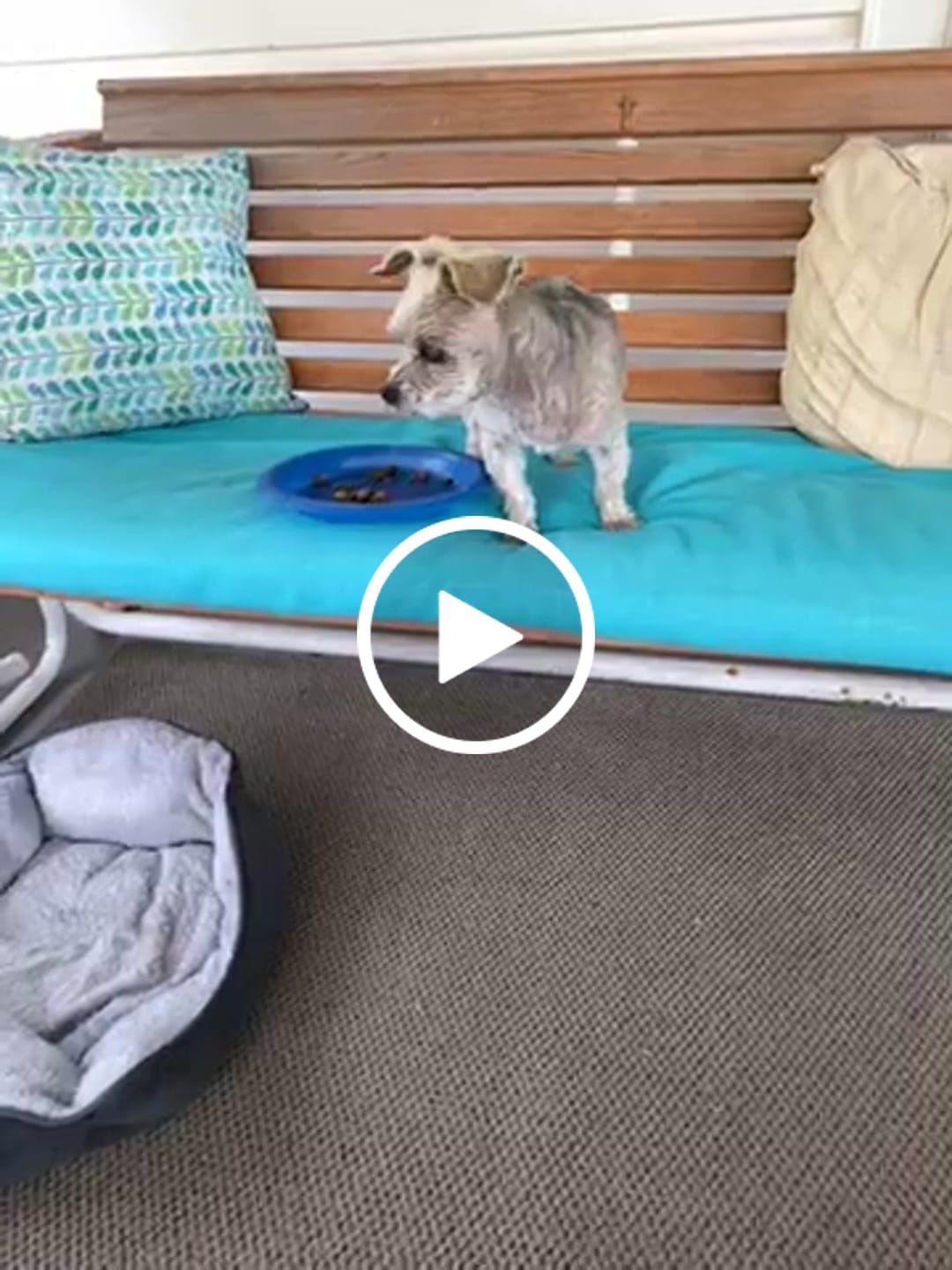 Customer video review of 600mg CBD For Dogs Florida