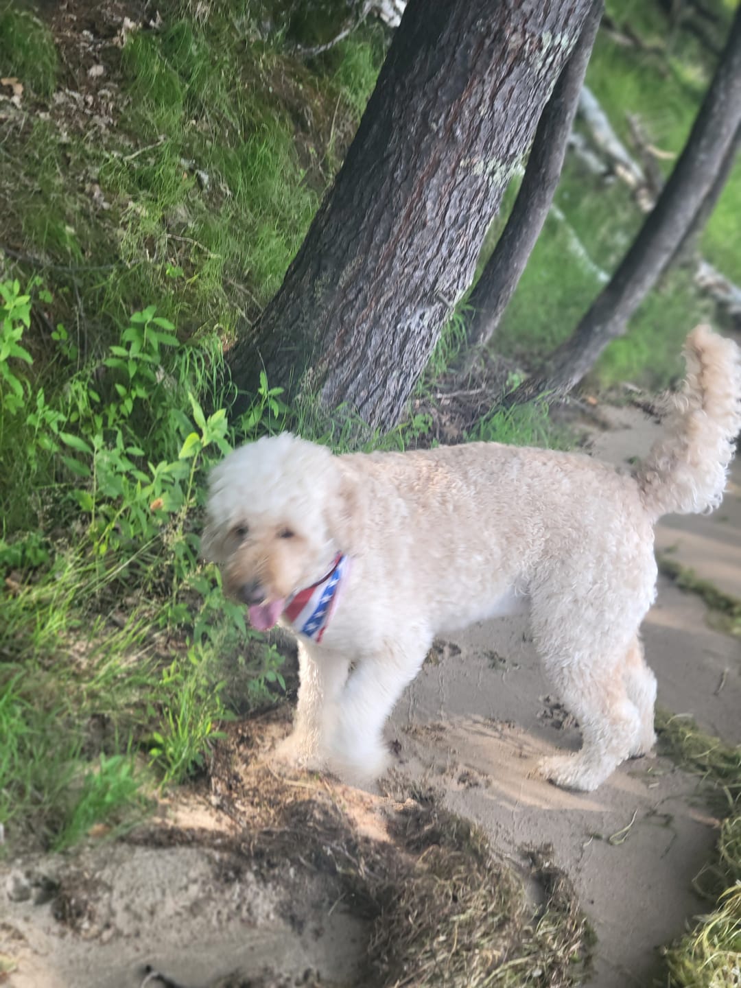 Customer photo review of FurLife™ - Flea & Tick Defense Chews