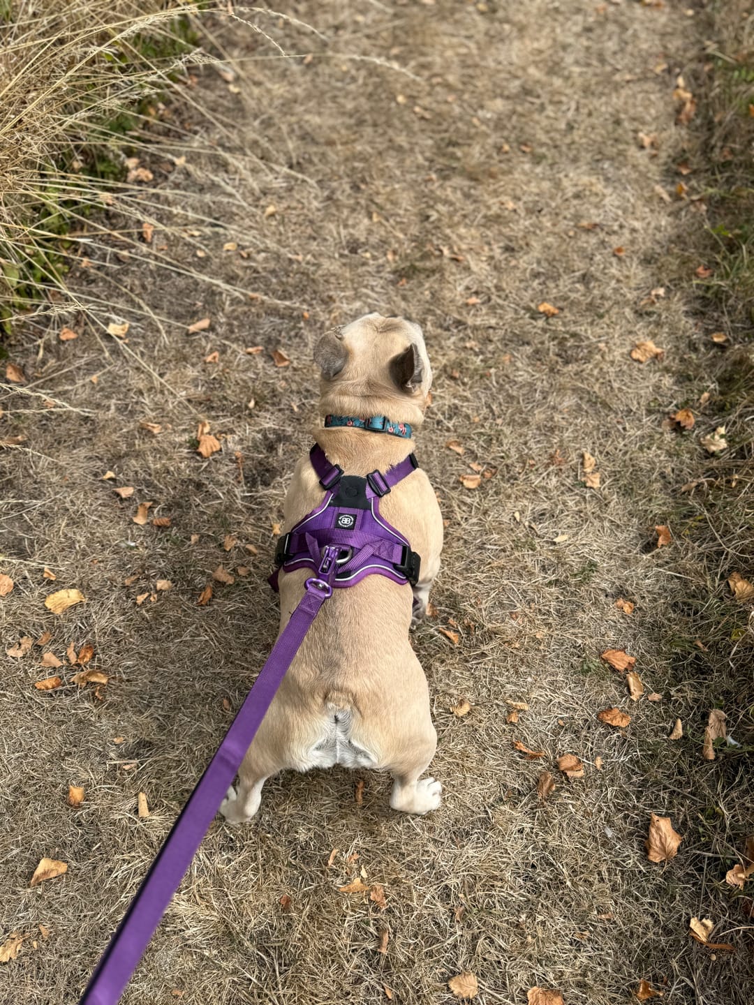 Customer photo review of Ladder Combat® Multiple Handles Lead - Purple