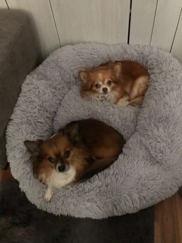 Customer photo review of Puppery Hundebett Wolke 7 - Das Original