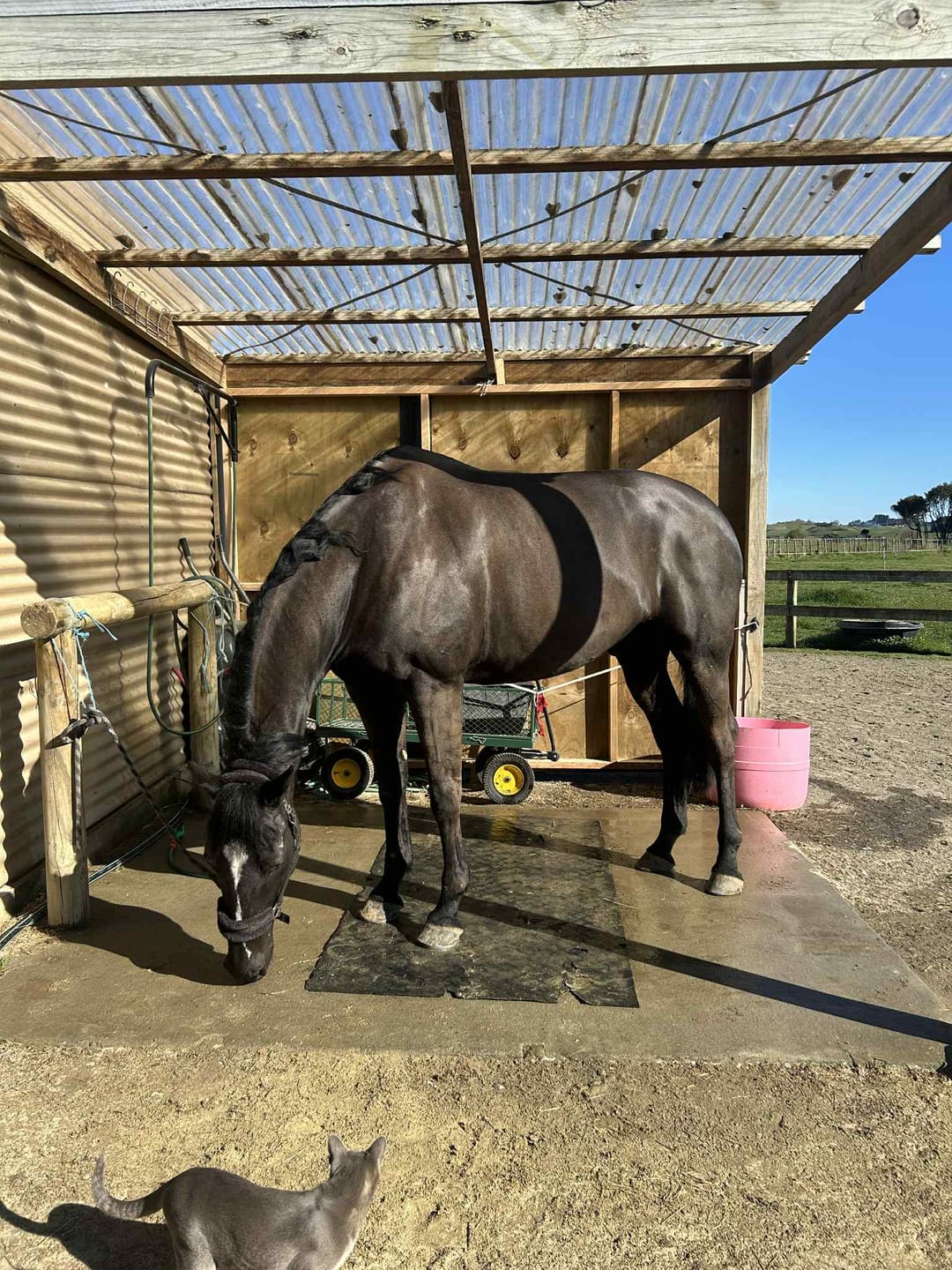 Customer photo review of Poseidon Digestive HP