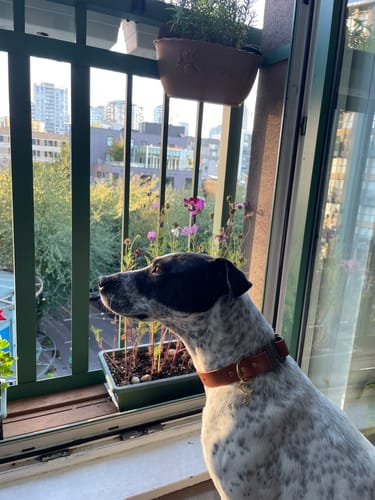 Customer photo review of Terracotta - Classic Biothane Dog Leash