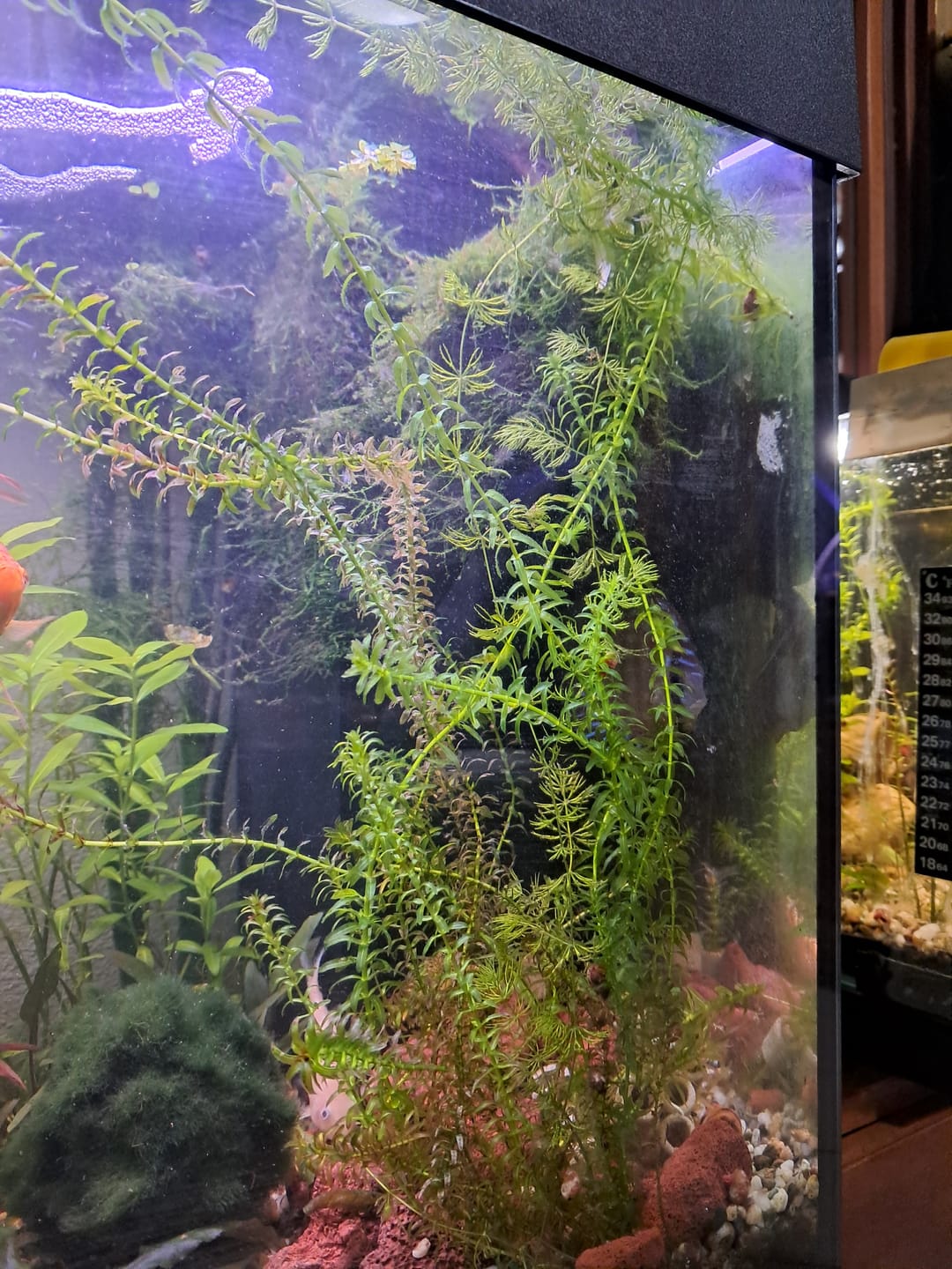 Customer photo review of ELODEA CANADENSIS