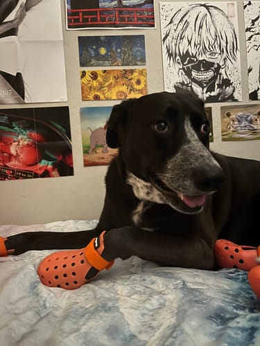 Customer photo review of WagWellies® Mojave Neon Orange