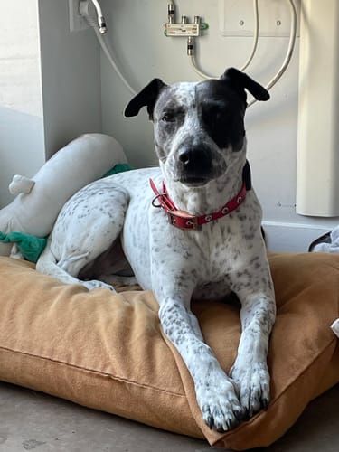 Customer photo review of Terracotta - Classic Biothane Dog Leash