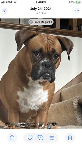 Customer photo review of Personalized Pet portrait