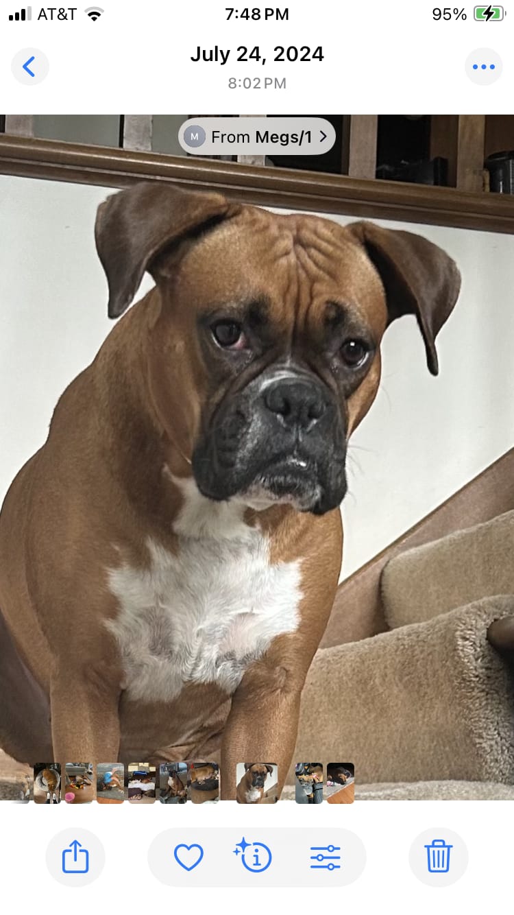 Customer photo review of Personalized Pet portrait
