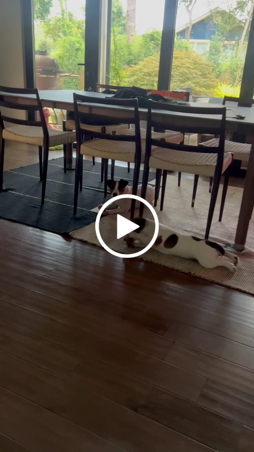 Customer video review of Chewy Ostrich Knee Tendon: The Satisfying, Joint-Supporting Chew