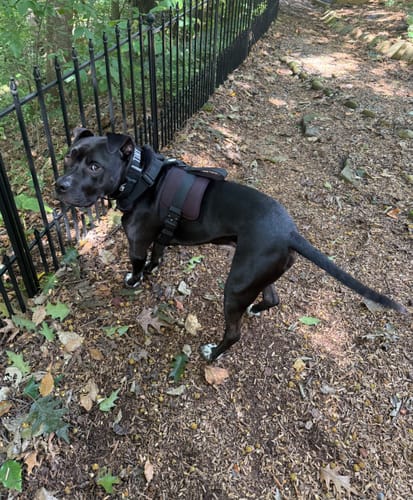 Customer photo review of No Pull Bully Proof Harness