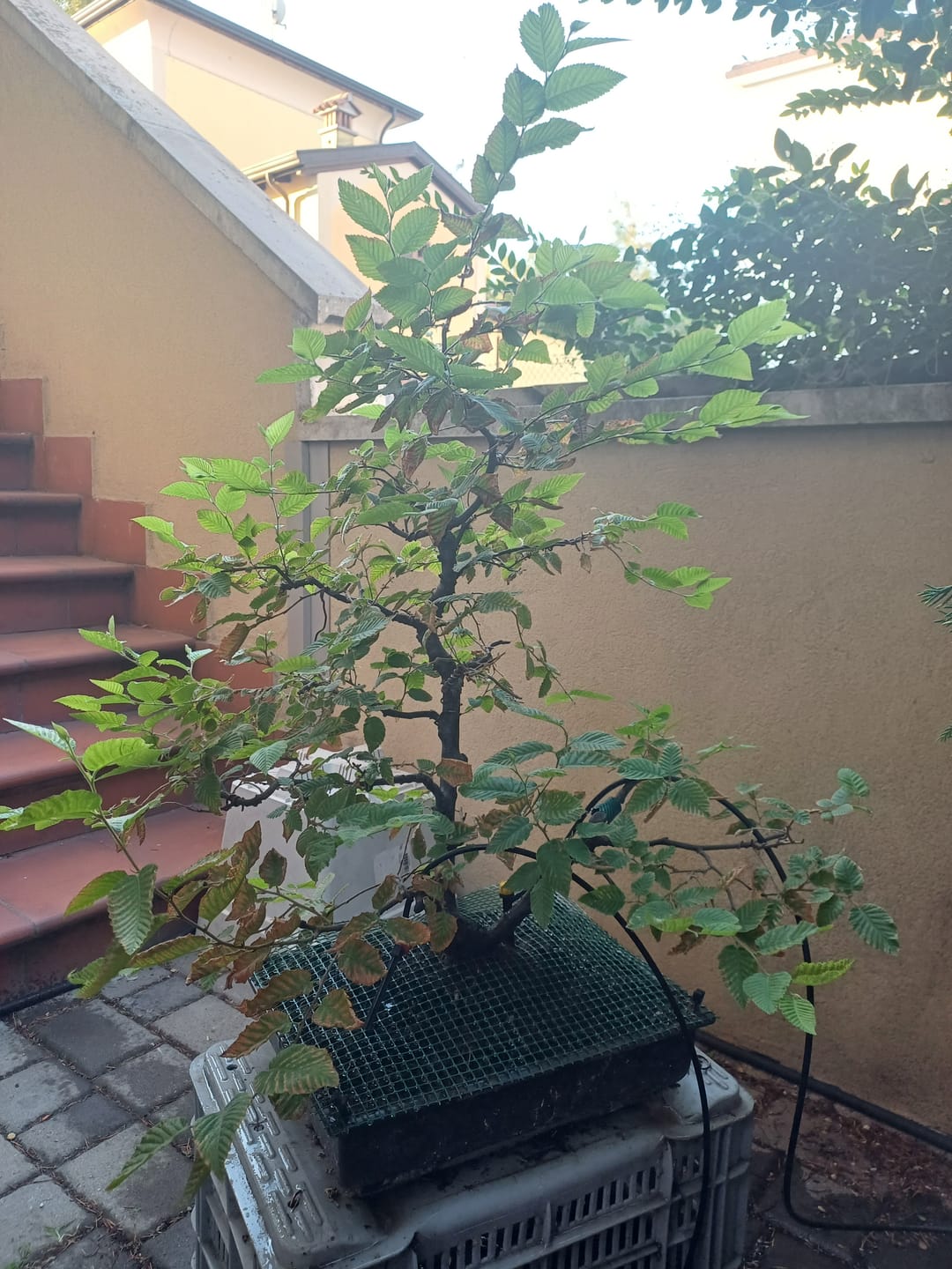 Customer photo review of CURA TOTALE PACK