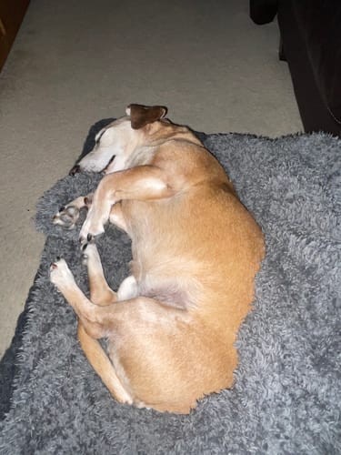 Customer photo review of Charcoal Cosy Sleeve
