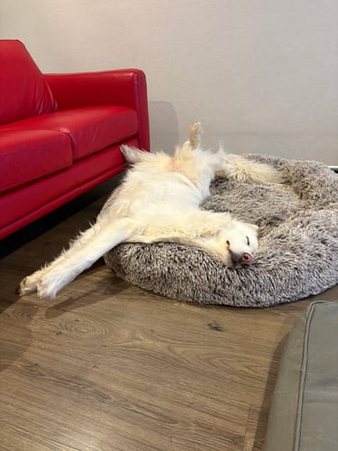 Customer photo review of Calming Pet Bed with Removable Cover