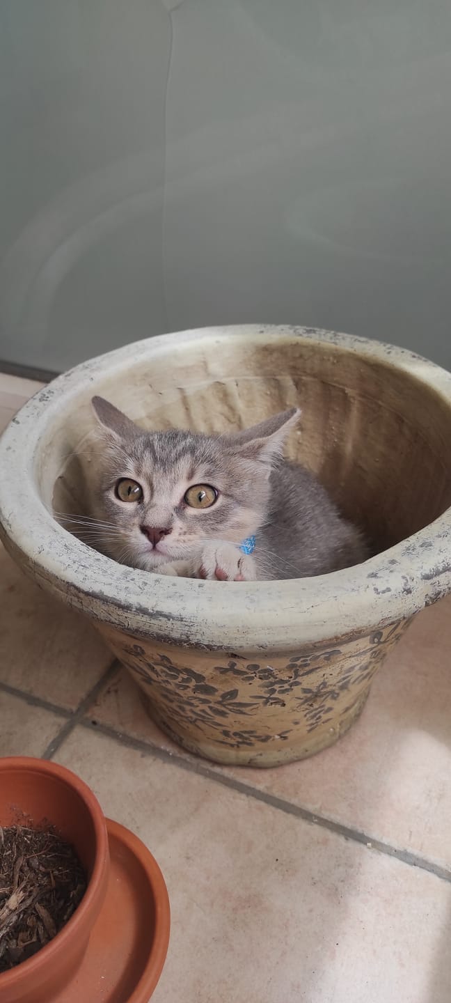 Customer photo review of Croquettes de volaille riches en ingrédients frais (Chaton)