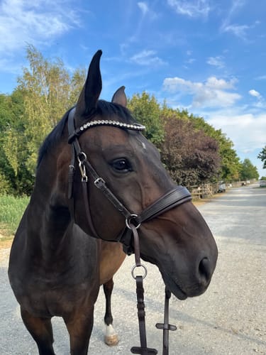 Customer photo review of CR Harmonybridle - gebisslose 3 in 1 Trense