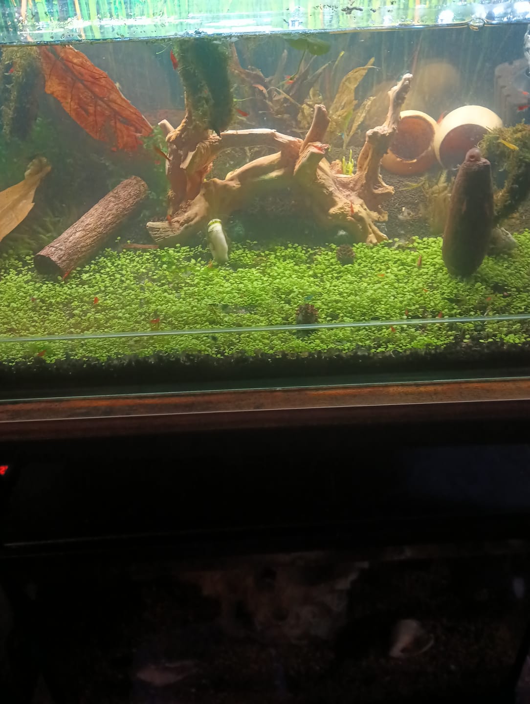 Customer photo review of Green Rili Shrimp