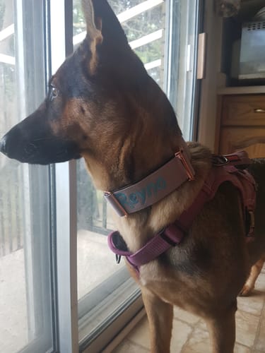 Customer photo review of 2" Luxe Martingale Dog Collar - Sofia