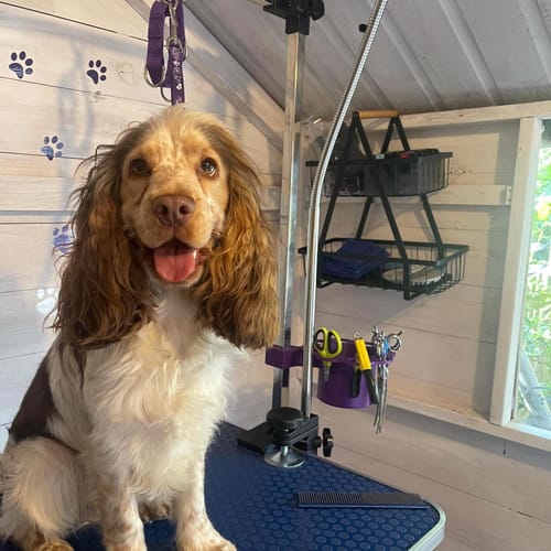 Customer photo review of Oatmeal Dog Shampoo with Coconut & Lime Fragrance