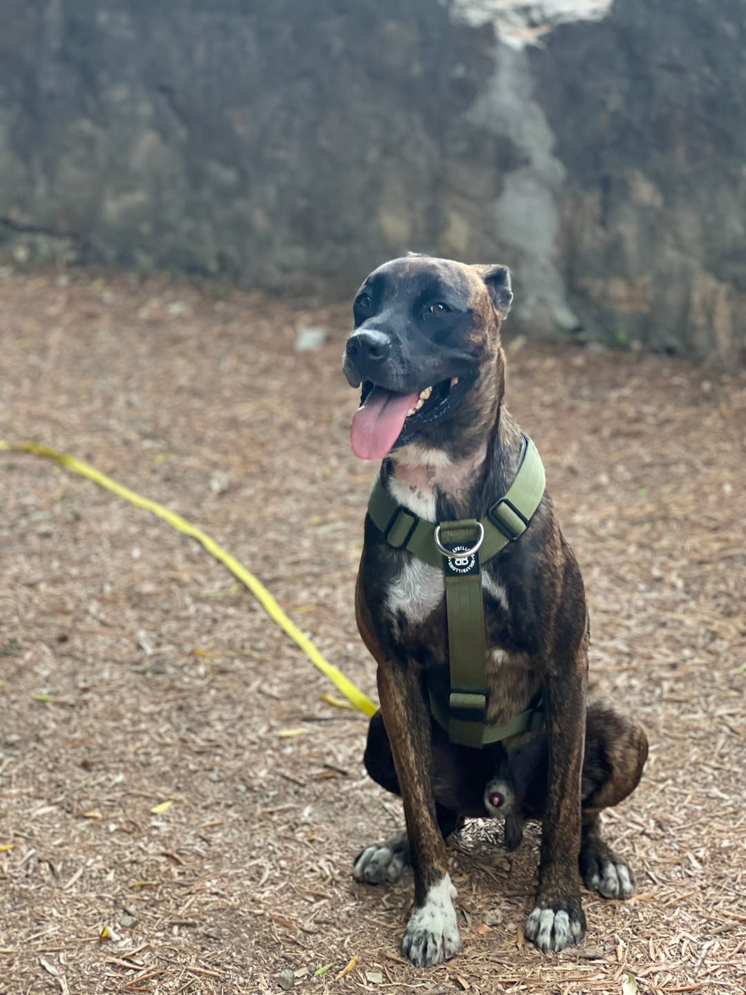 Customer photo review of Training Anti Pull TRI-Harness® | M-XL Breeds - Khaki
