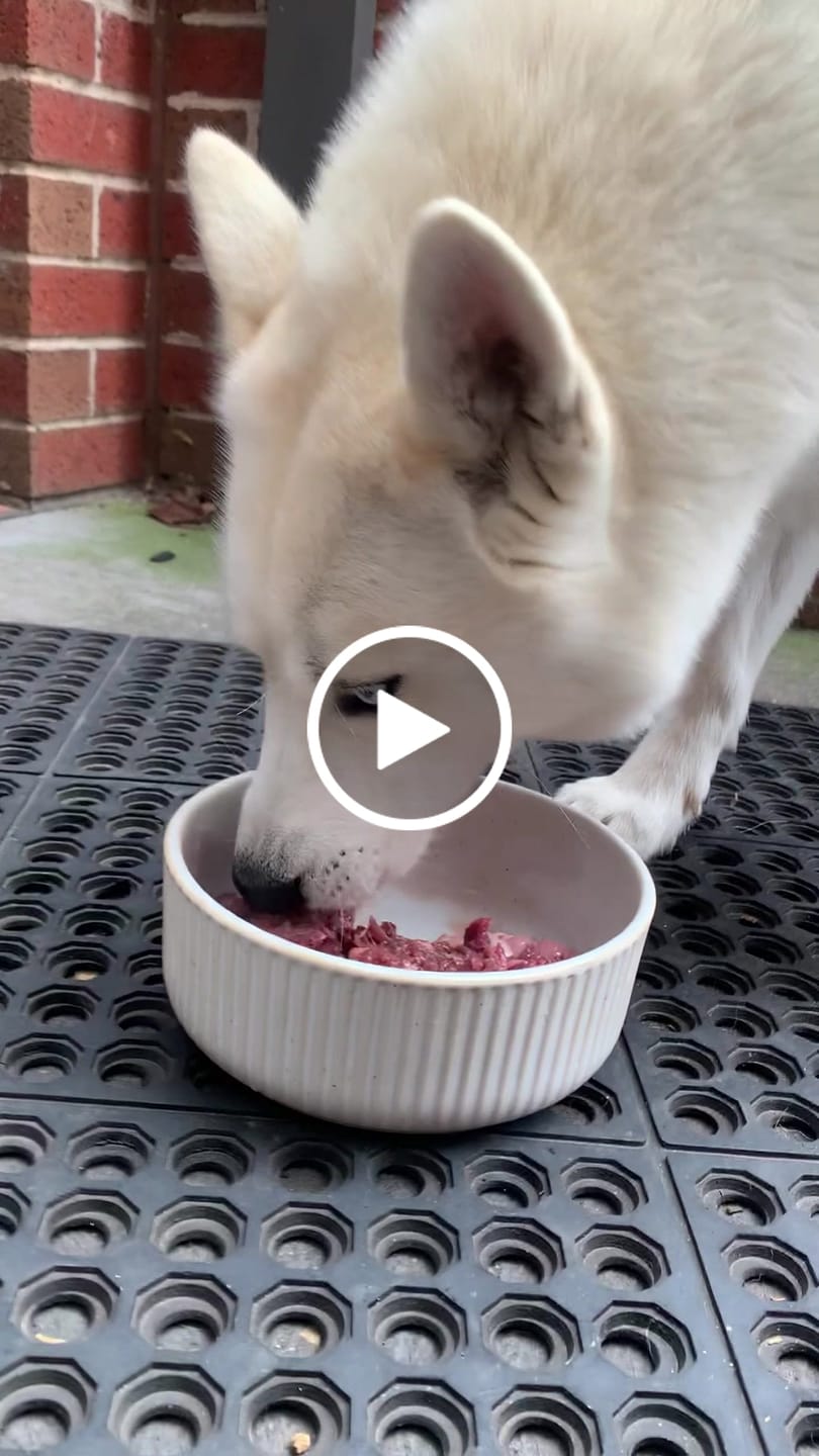 Customer video review of Primal Venison - Raw Free ranged for dogs and cats