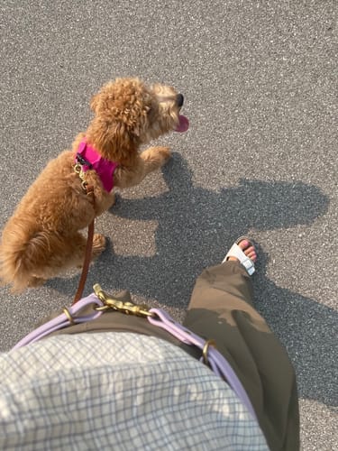 Customer photo review of Hands-Free Leash Adapter