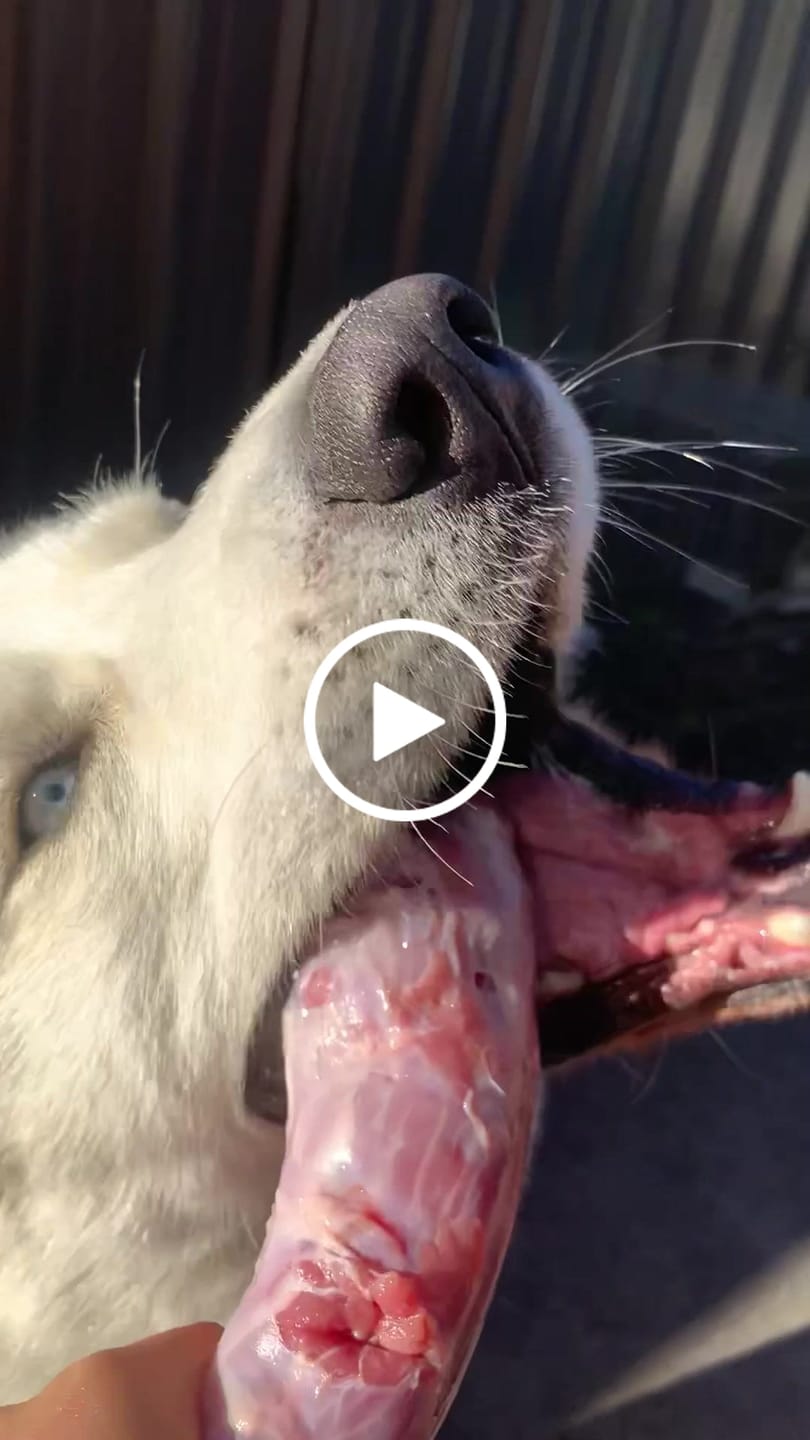 Customer video review of Turkey Necks | Raw Meaty Bones for Dogs