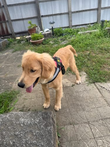 Customer photo review of FunFunPet 高機能ハーネス（お名前タグ作成サービス付き）