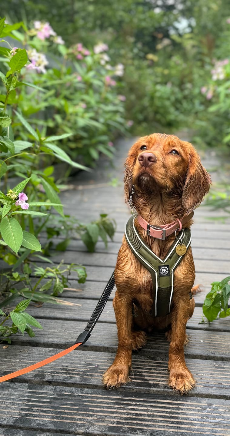 Customer photo review of Slip on Harness | Foam Padded - Khaki