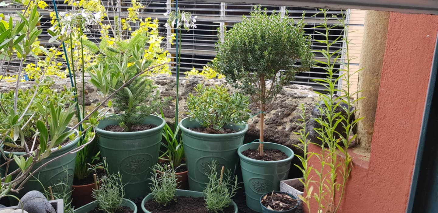 Customer photo review of Large Mini Myrtle 50-70cm 3L
