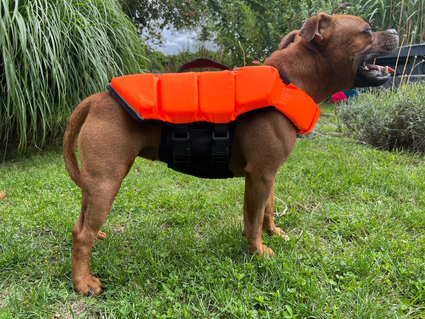 Customer photo review of Staffordshire Bull Terrier 1935® Life Jacket - Neon Orange