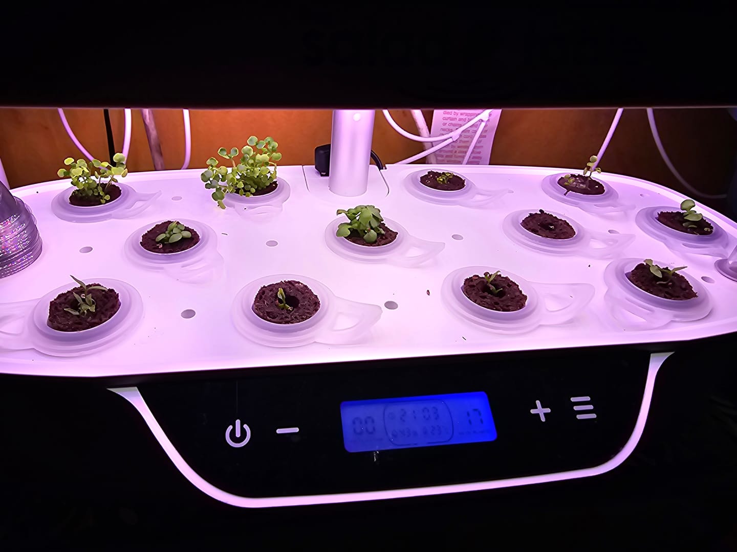 Customer photo review of Seeds - Starter Pack 5 Varieties