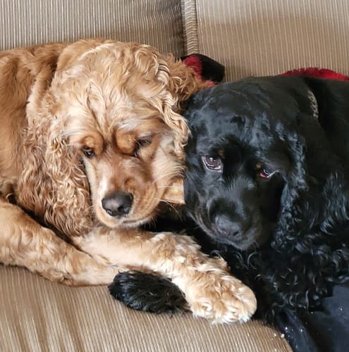 Customer photo review of 6 Inch Monster Bully Stick