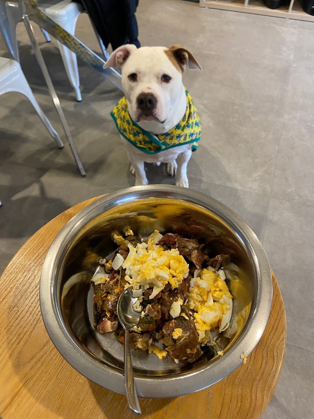 Customer photo review of PRIMAL WILD PROTEIN - Raw Superfood Mix for Dogs