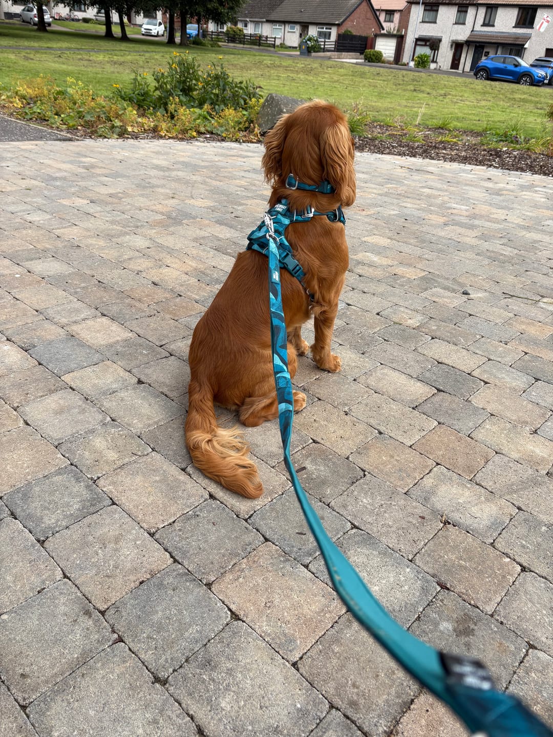 Customer photo review of Close Control Lead