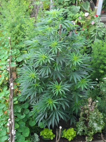 Customer photo review of Super Silver Haze Samen Feminisiert