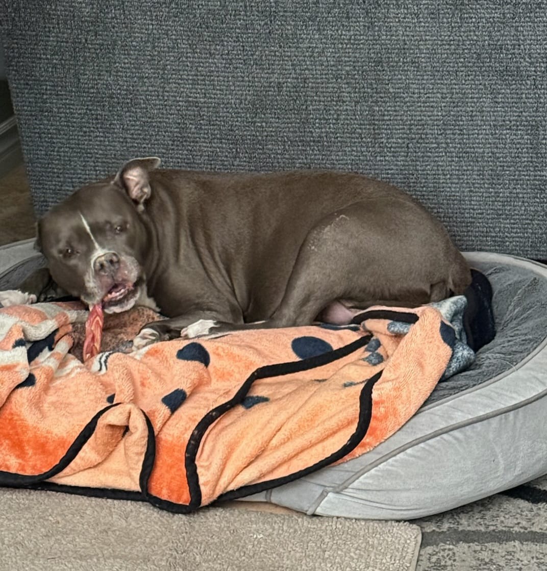 Customer photo review of Regular Bully Sticks