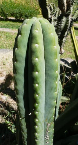 Customer photo review of San Pedro Cactus | Trichocereus (Echinopsis) Pachanoi