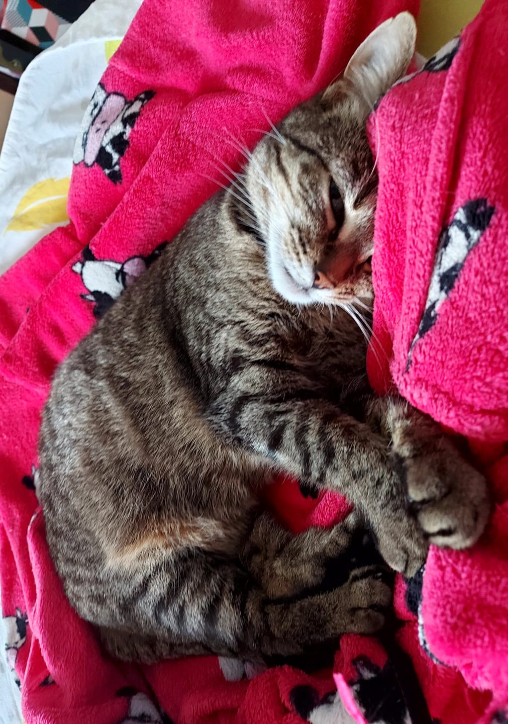 Customer photo review of Pâtées riches en saumon & aux courgettes (chat stérilisé et chat adulte)