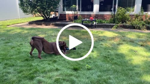 Customer video review of Fly & Fetch Launching Toys