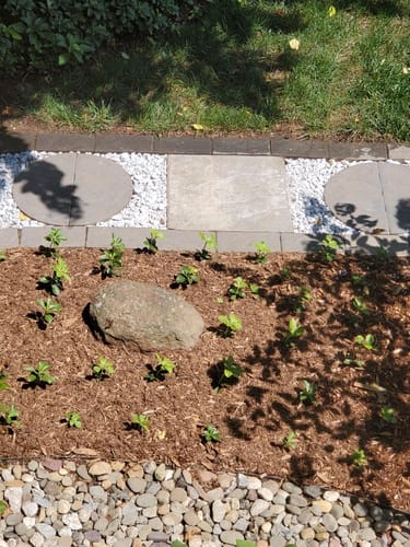 Customer photo review of Pachysandra 50 Count Flat