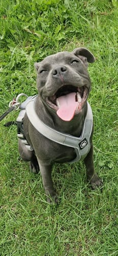 Rachel B. review of Slip on Harness | Foam Padded - Metal Grey image 1 out of 1