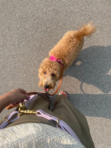 Customer photo review of Hands-Free Leash Adapter