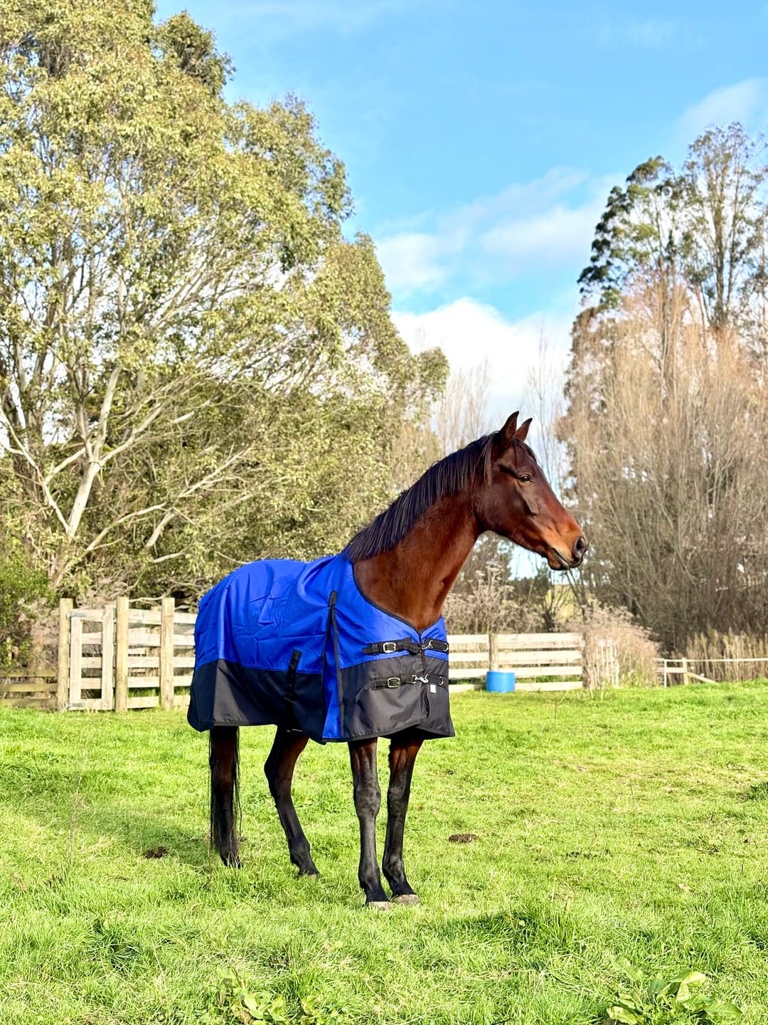 Customer photo review of NZ Tack Duke 1200D Standard Neck