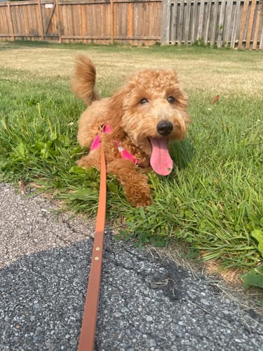 Customer photo review of Biothane Traffic Handle Dog Leash