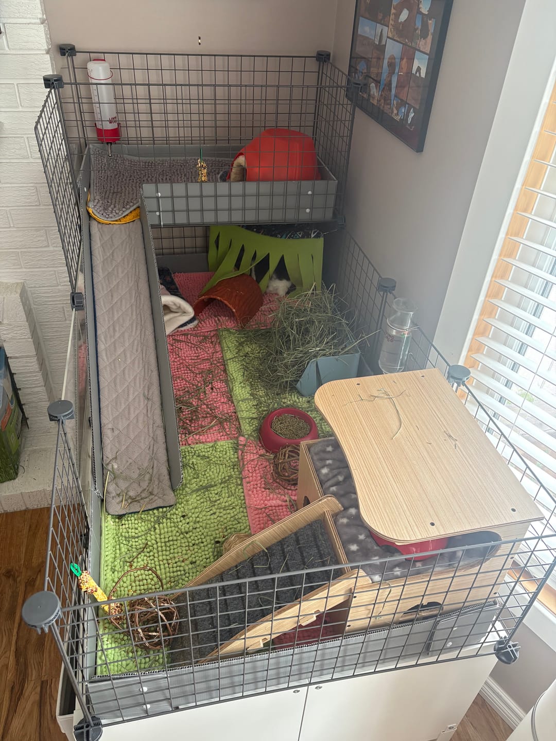 Customer photo review of GuineaDad Piggy Condo Guinea Pig Cage with Balcony & Ramp (C&C)