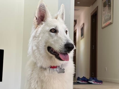 Customer photo review of Cherry - Classic Biothane Dog Collar