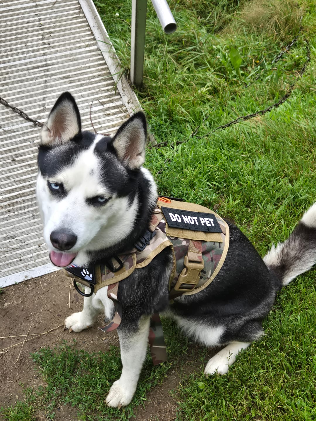 Customer photo review of Tactical No Pull Dog Harness